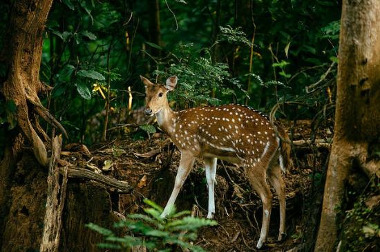 dehradun to jim corbett taxi service